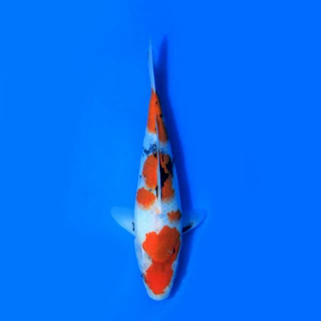 Showa, 27cm