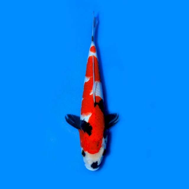 Showa Inazuma, 25cm