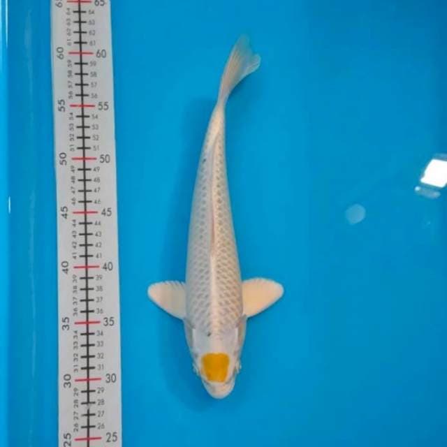 TANCHO HARIWAKE 33CM