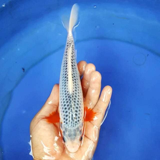 ASAGI TEMBUS MANTAB 