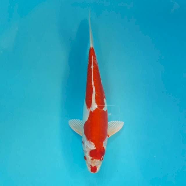 Kikushui Kuchibeni 27cm