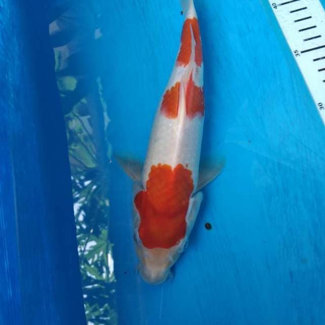Sandan kohaku