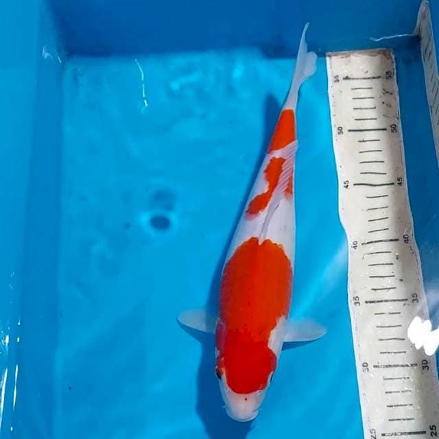 KOHAKU 31 CM