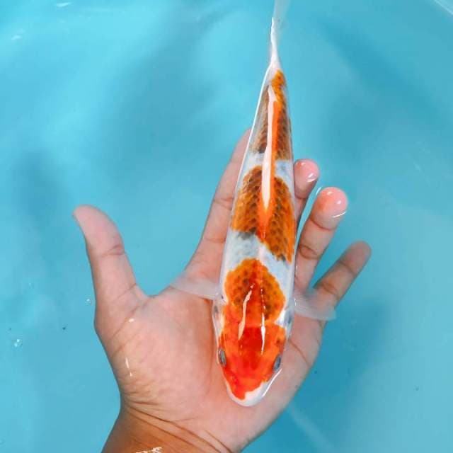 GOSIKI25CM