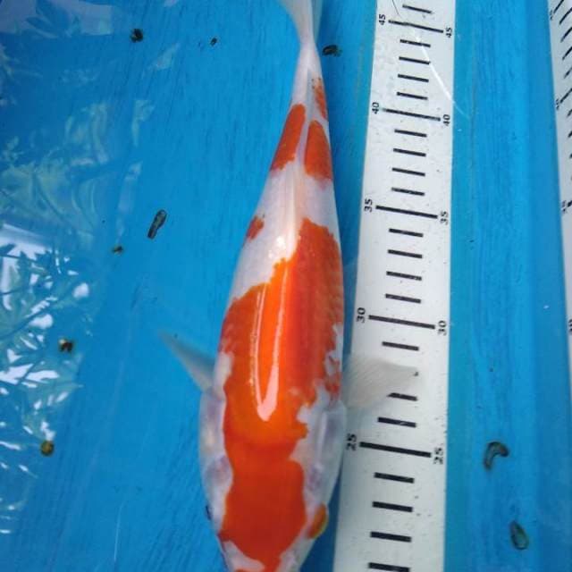 Kohaku