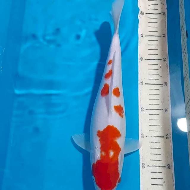 KOHAKU 34 CM