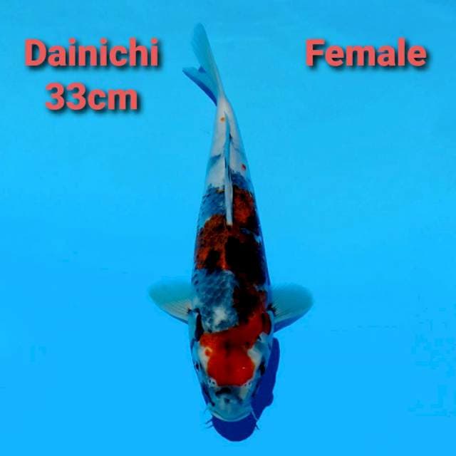 Dainichi Showa Import Serti