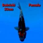 Dainichi Showa Import Serti