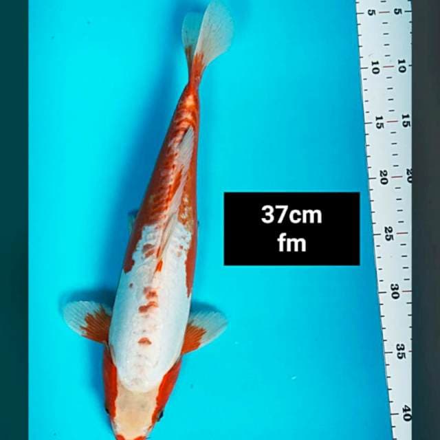 Shushui 37cm 