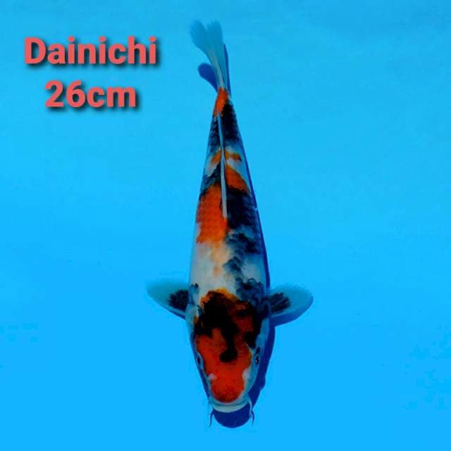 Dainichi Showa Import Serti