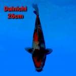Dainichi Showa Import Serti