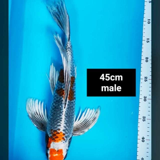 Kumpay beniginga 45cm male