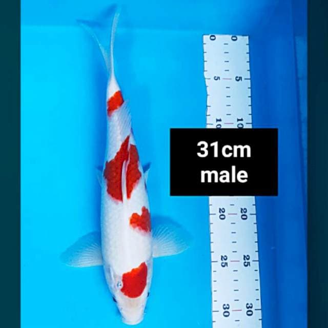 Kohaku josss 31cm male