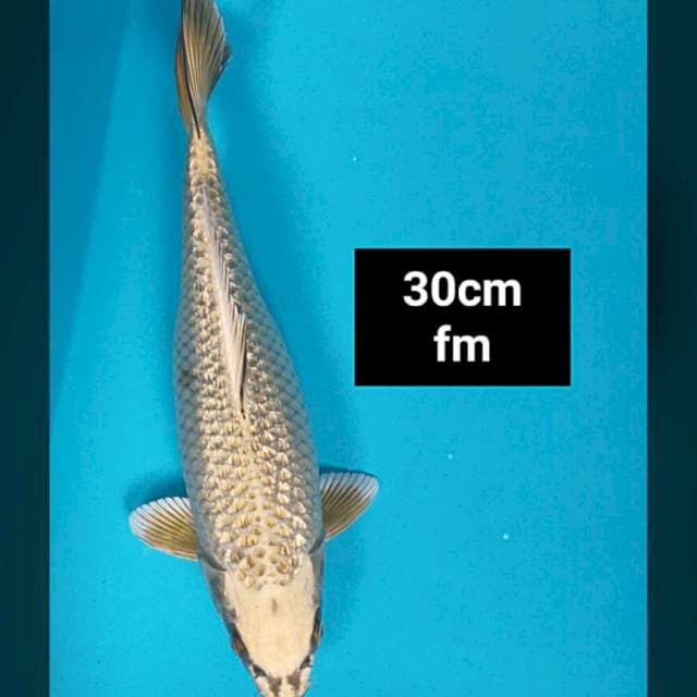 Gold mukashi 30cm