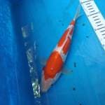 Kohaku