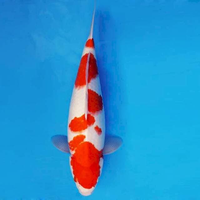 TORA 6 ~ Kohaku ™