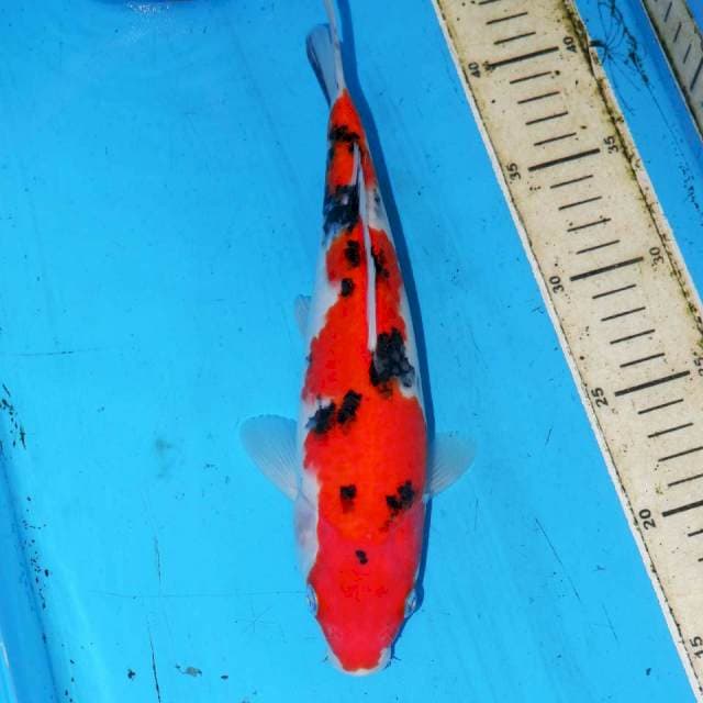 28CM STRAIGHT SANKE