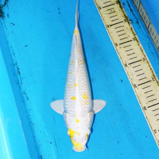 31CM YELLOW SAKURA HARIWAKE