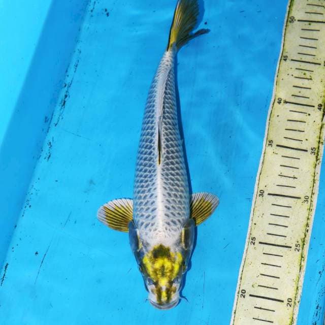 32CM TANCHO BENI GINGA 