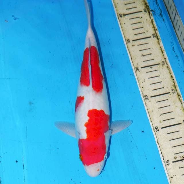 30CM KOHAKU BAGUS