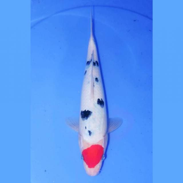 31CM TANCHO SANKE