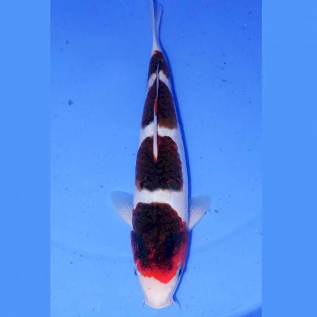 34CM BUDO KOROMO