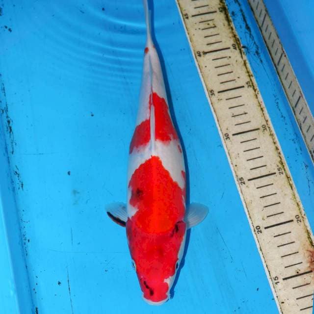 31CM KINDAI SHOWA TATEGOI