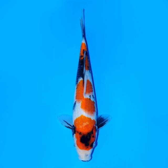 𝙎𝙃𝙊𝙒𝘼 𝙎𝘼𝙉𝙎𝙃𝙊𝙆𝙐 𝙊𝙍𝙄𝙂𝙄𝙉𝘼𝙇
