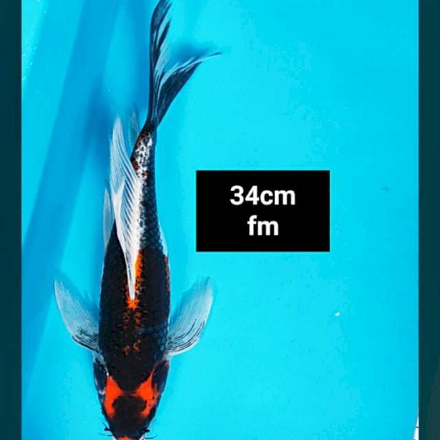 Kumpay kabuto 34cm