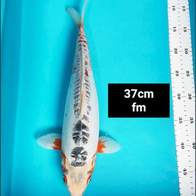 Shushui joss 37cm