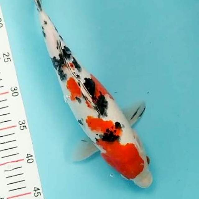 Sanke Bulky 36cm