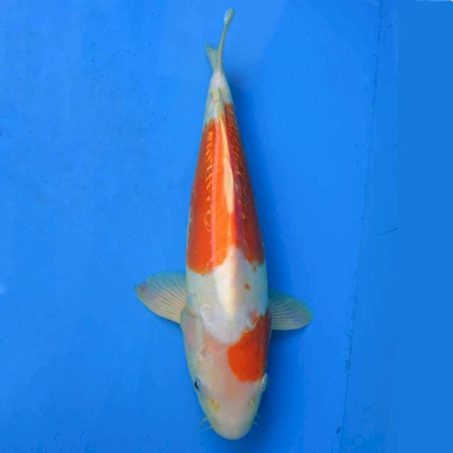 Kohaku Doitsu F1