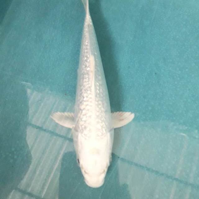 Platinum gindrin 21cm