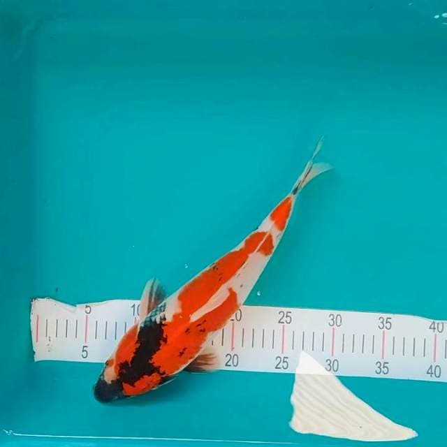 Showa Bulky 35cm jantan