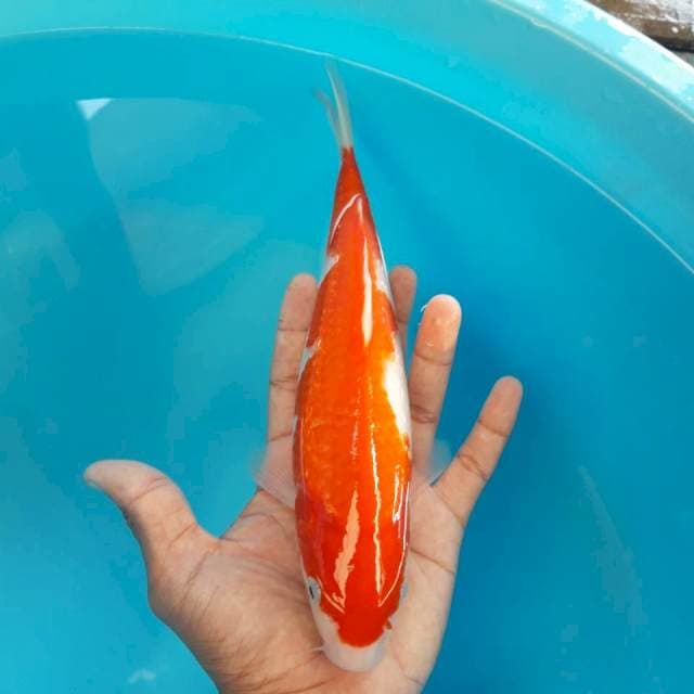 Blink-blink Merah Putih 25cm