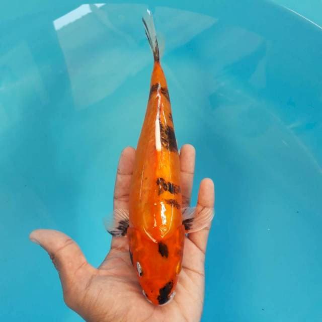 Doitsu Hikari Utsuri 25cm