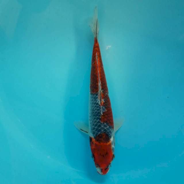 Kuro Goshiki Jos 30cm