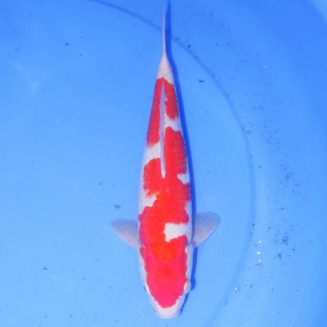 NAGA AIR KOHAKU