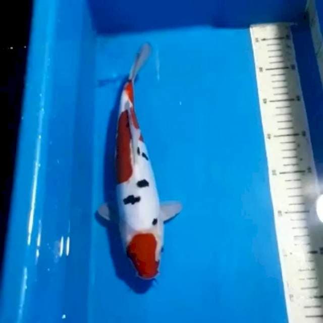 SANKE DOITSU 30 CM