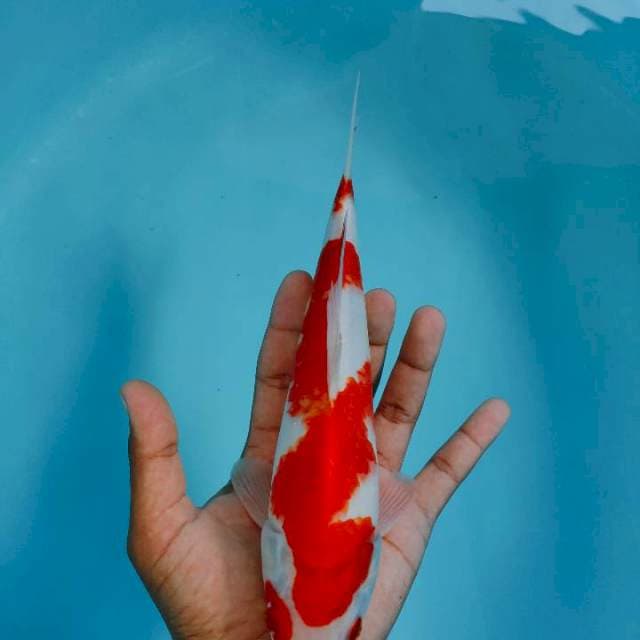 Kohaku27cm