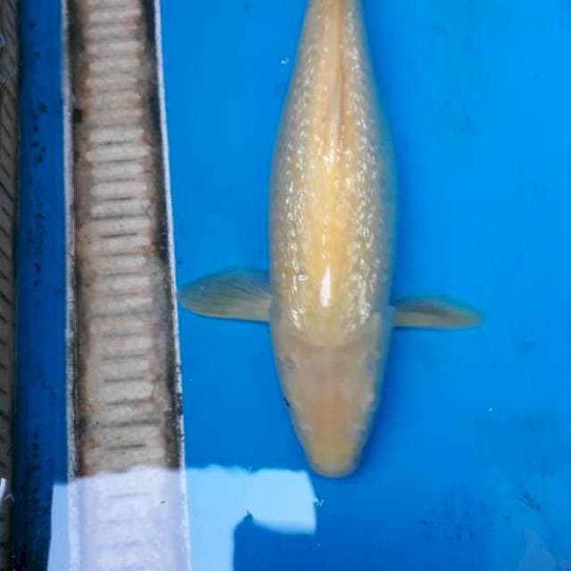 Karasi gindrin 35 cm