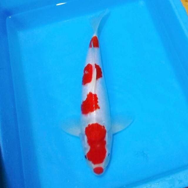 37cm yondan kohaku kucibeni