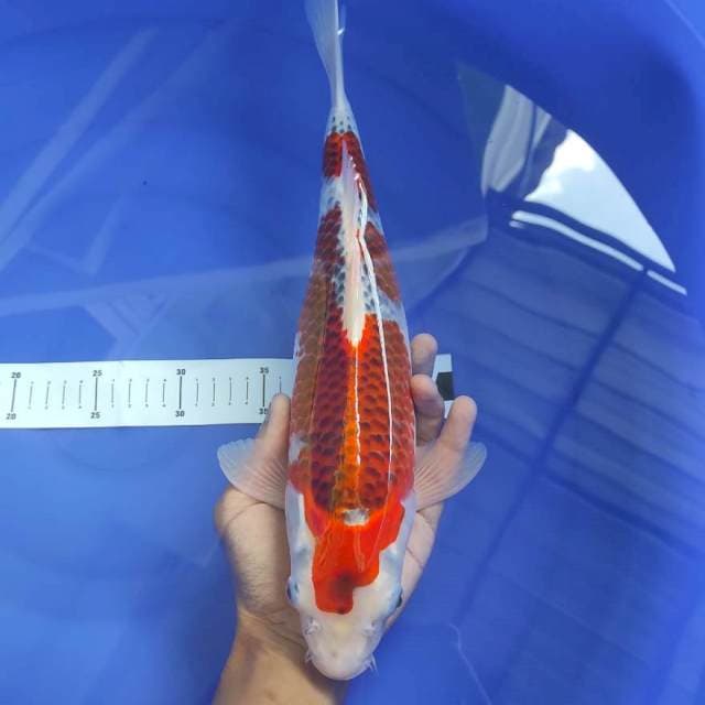 Goshiki 35cm