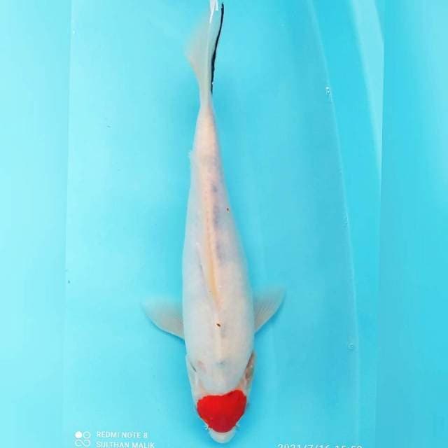 Tancho Sanke Tategoi 30cm
