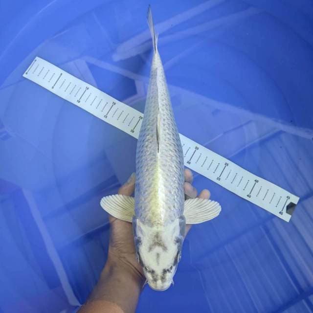 Mukashi Ogon 39cm
