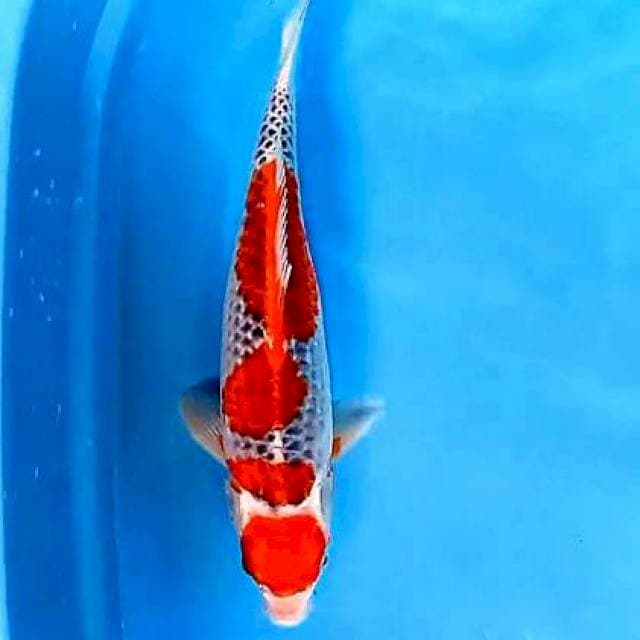 Maruten goshiki red setrong 40 bu/39 cm