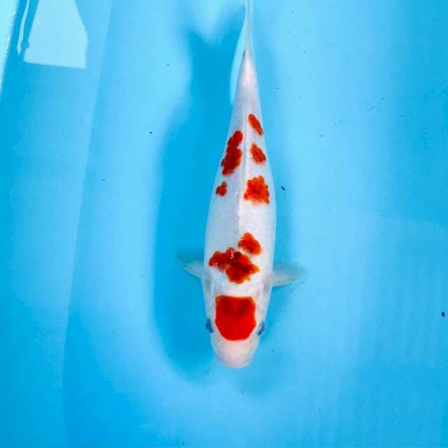 Ai goromo, 27 cm