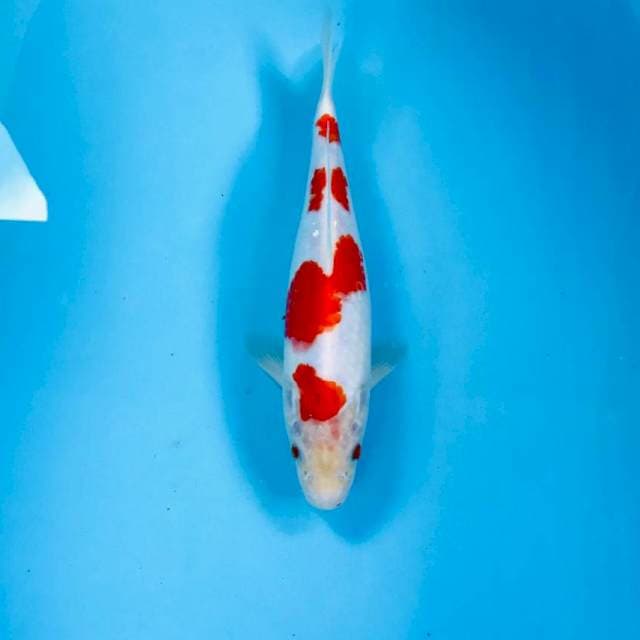 Kohaku, 25 cm