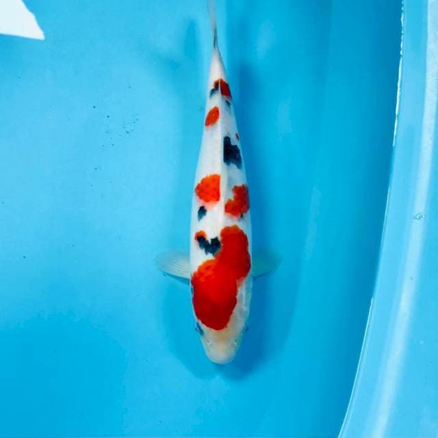 Sanke, 30 cm