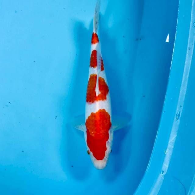 Kohaku, 30 cm
